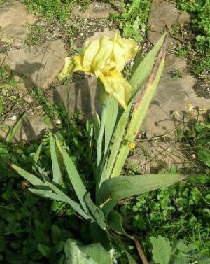 Iris_-_Herbstblute.jpg