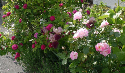 rose de resht, sorbet framboise.jpg