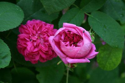 Rose Rose de Resht0109b.jpg