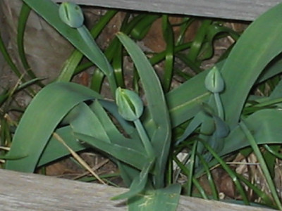 Maulwurftulpen.JPG