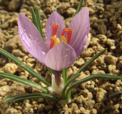 Crocus_cartwrightianus.jpg