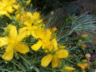 Hypericum olympicum.jpg