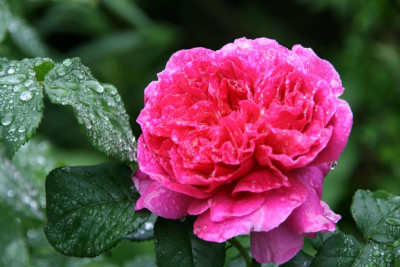 Rose Othello0215.JPG