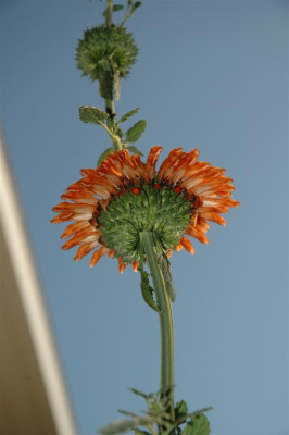 05H079_Large.JPG