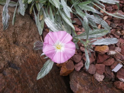 Convolvulus boissieri ssp. suendermannii Blüte.jpg
