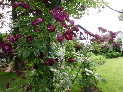 garten 3 002.JPG