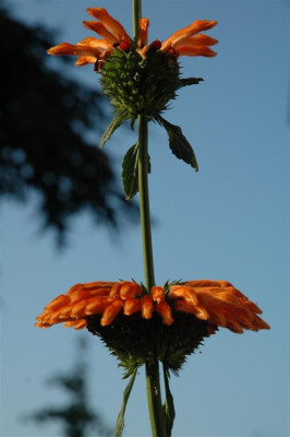 05H080_Large_2.JPG
