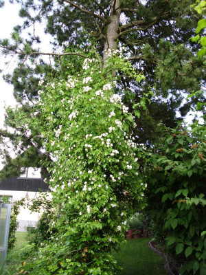 garten 3 013.JPG