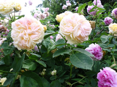 garten 3 017.JPG
