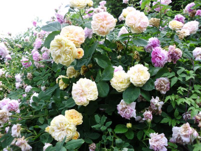 garten 3 018.JPG