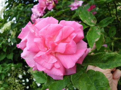 garten 3 027.JPG