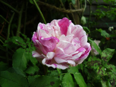 garten 3 015.JPG