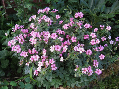 Geranium endressii Slg 1 (Kopie).jpg