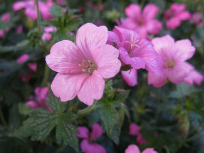 Geranium endressii Slg 2 (Kopie).jpg