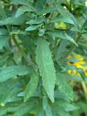 L-l-Laub.jpg