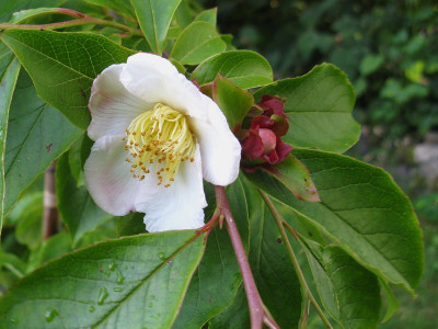 Stewartia rostrata (Kopie).jpg