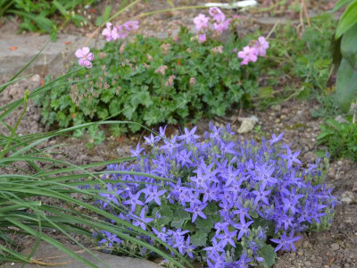 Campanula_garganica-BlueDiamond.15-1.jpg