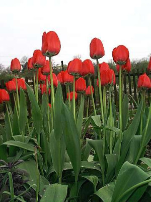 Tulpenfeuer.jpg