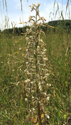 Himantoglossum hircinum 06-2015.jpg