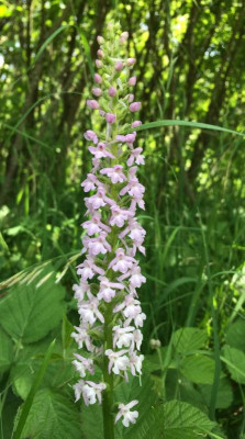 Gymnadenia conopsea A 06-2015.jpg