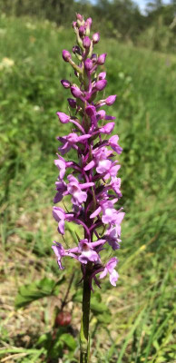 Gymnadenia conopsea B 06-2015.jpg