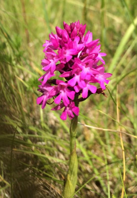 Anacamptis pyramidalis 06-2015.jpg