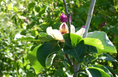 2015-06-15 Magnolia 'William Watson'.jpg