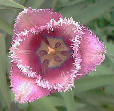Tulpenruschchen.jpg