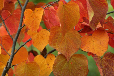 Cercis-Okt-1-a.jpg