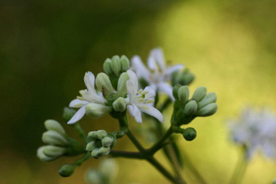 Heptacodium-Okt-1.jpg