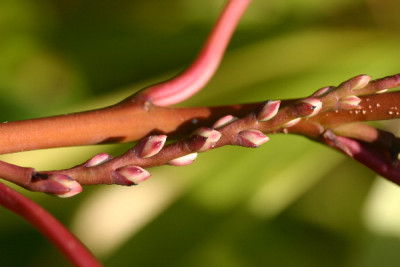 Stachyurus-Okt-1.jpg
