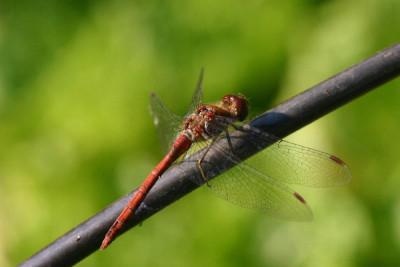 Libelle-Okt-1.jpg