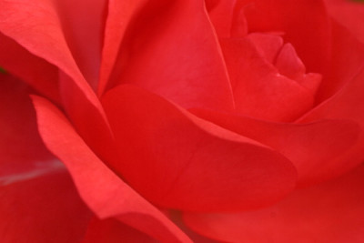 Rose-Okt-1.jpg