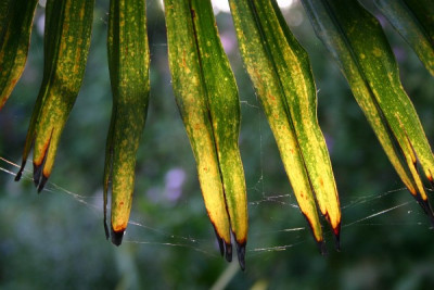 hanfpalme_bunt.jpg
