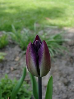 ines-tulpe-lila.20040425.jpg