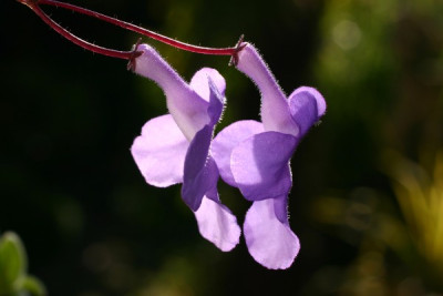 streptocarpus.jpg