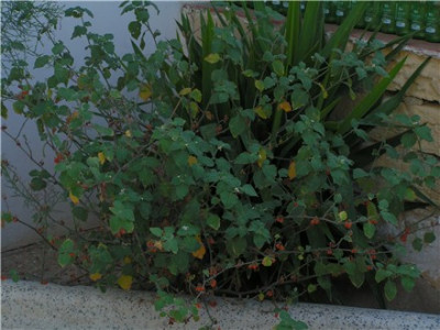 Malta_2005_0.jpg