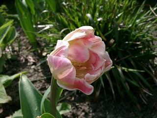 ines-tulpe-rosa-gef.20040425.jpg