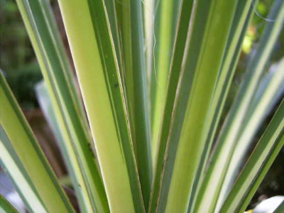 Yucca_Golden_Sword.jpg