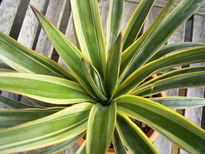 yucca-welche2-detail.jpg