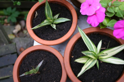 yucca_stecklinge.jpg