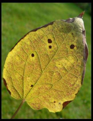 Clematisblatt.jpg