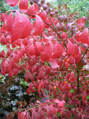 Herbst2.jpg