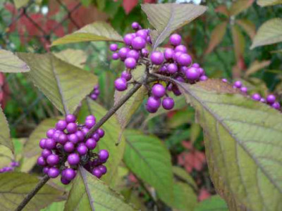 Schoenfrucht.jpg
