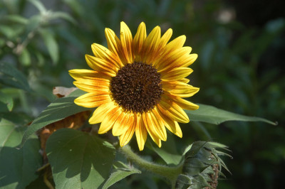 Sonnenlachen_15730s.jpg