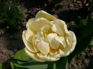 ines-tulpe-weiss-gef1.20040425.jpg