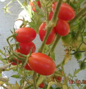 Celsior_12.10._balkon.jpg