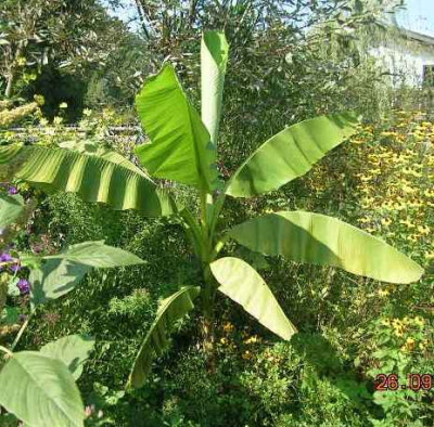 banane_3.jahr.jpg