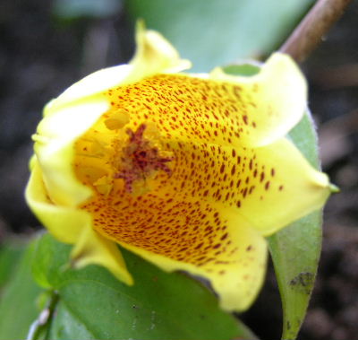 tric_macrantha.JPG