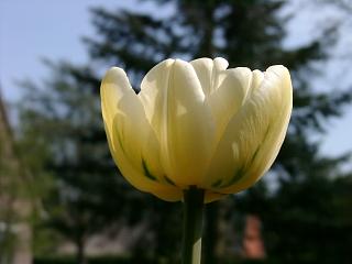 ines-tulpe-weiss-gef2.20040425.jpg